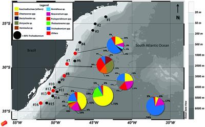 Microplankton Community Composition Associated With Toxic Trichodesmium Aggregations in the Southwest Atlantic Ocean